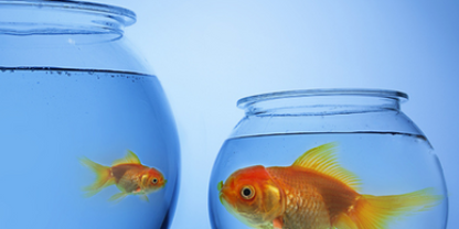 Growth Equity Love Whitepaper Blog Image