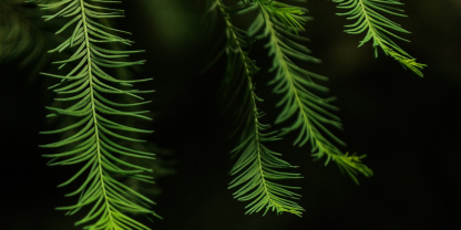 PD in an evergreen format